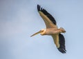 A pink pelican in flight