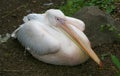 The pink pelican is a large waterfowl that lives in the southern latitudes of Eurasia