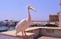 Pink pelican in Paphos Harbour