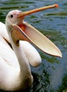 Pink Pelican Royalty Free Stock Photo
