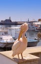 A Pink pelican in Paphos Harbour in Cyprus Royalty Free Stock Photo