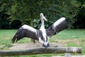 A pink pelican spreading out his wings in close up