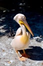 Pink pelican Royalty Free Stock Photo