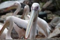 Pink pelican in the water of Ouwehands Zoo in Rhenen Royalty Free Stock Photo