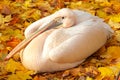 Pink pelican on yellow leaves Royalty Free Stock Photo