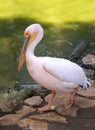 Pink pelican at zoo Royalty Free Stock Photo