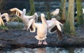 Pink pelican at a zoo