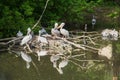 Pink pelicans lat. Pelecanus onocrotalus and Large cormorants Latin: Phalacrocorax carbo sit on a floating island Royalty Free Stock Photo