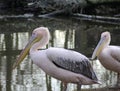 Pink pelicans Royalty Free Stock Photo
