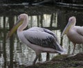 Pink pelicans Royalty Free Stock Photo