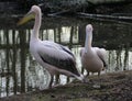 Pink pelicans Royalty Free Stock Photo
