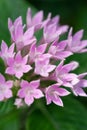 Pink Pentas closeup