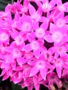 Pink pentas