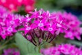 Pentas lanceolata or Egyptian starcluster flowers grown at greenhouse