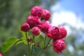 Pink Peonies