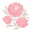 Pink peonies