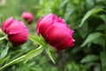 Pink peonies bloom in the garden on a rainy day.