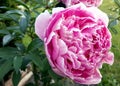 Pink Peonies in Bloom