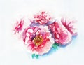 Pink peonies bouquet. Watercolor hand drown illustration.