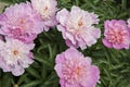 Pink peonies and buds with leaves. Luxurious fresh flowers in the flowerbed.