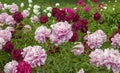 Pink peonies and buds with leaves. Luxurious fresh flowers in the flowerbed.