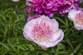 Pink peonies and buds with leaves. Luxurious fresh flowers in the flowerbed.