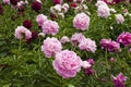 Pink peonies and buds with leaves. Luxurious fresh flowers in the flowerbed.