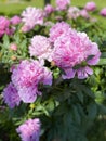 Pink peonies, closeup shot of large flowers