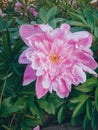 Pink Peonies in the flowerbed, Summer flowers