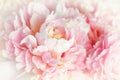 Pink peonies flowers background