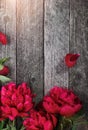 Pink peonies flowers over dark wooden background with space for text. Royalty Free Stock Photo
