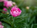 Pink peonies in the garden. Blooming pink peony. Closeup of beautiful pink Peonie flower. Natural floral background Royalty Free Stock Photo