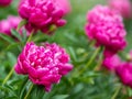 Pink peonies in the garden. Blooming pink peony. Closeup of beautiful pink Peonie flower. Natural floral background Royalty Free Stock Photo