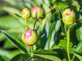 Pink peonies in the garden. Blooming pink peony. Closeup of beautiful pink Peonie flower. Natural floral background Royalty Free Stock Photo