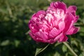 Pink peonies in the garden. The care of garden plants. Landscape