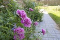 Pink peonies in the garden at a country house. Garden flowering plant. Overgrown front garden