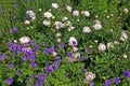 Pink peonies and geranium ibericum flowers