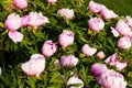 Pink peonies