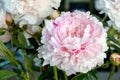 pink peonies in pastel colors close-up, flower pattern Sara Bernar