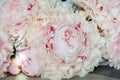 pink peonies in pastel colors close-up, flower pattern Sara Bernar