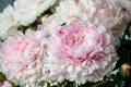 pink peonies in pastel colors close-up, flower pattern Sara Bernar