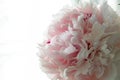 pink peonies in pastel colors close-up, flower pattern Sara Bernar