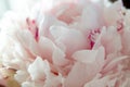 pink peonies in pastel colors close-up, flower pattern Sara Bernar