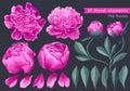 Set of floral elements with pink peonies flowers and leaves. Hand drawn, vector botanical flora for decoration, Royalty Free Stock Photo