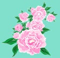 Pink peons flowers Royalty Free Stock Photo