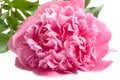 Pink peony