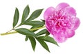 Pink Peony