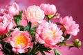 Pink peony