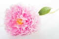 Pink peony Royalty Free Stock Photo