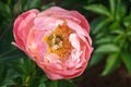 Pink Peony